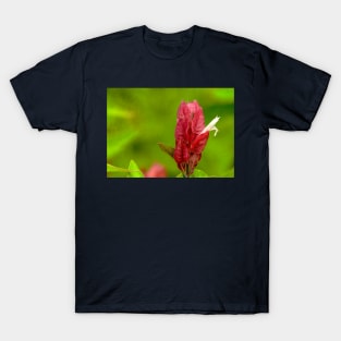 Tropical Shrimp Plant aka Justica Brandegeana T-Shirt